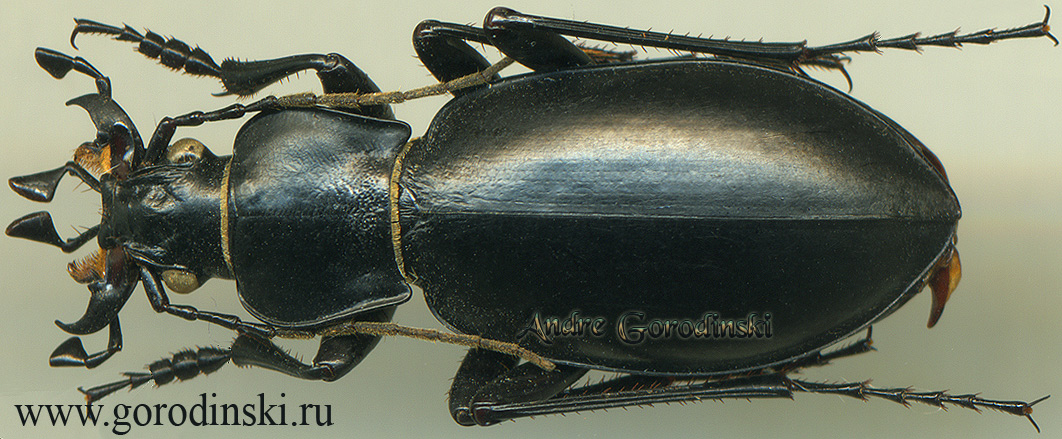 carabus/Axinocarabus fedtschenkoi kondarensis.jpg